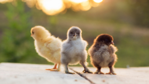 Aviculture