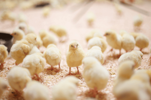 Poussin sur papier gaufré pour l'aviculture.
