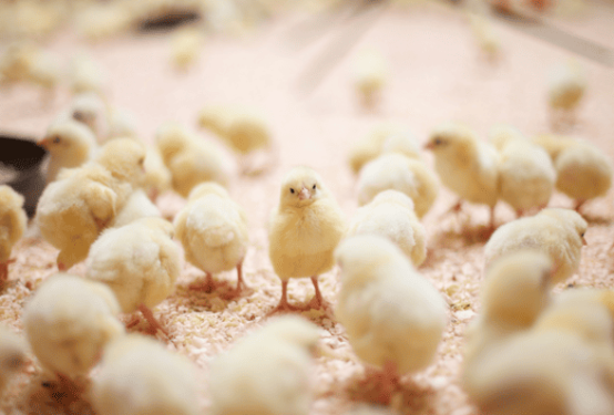 Poussin sur papier gaufré pour l'aviculture.